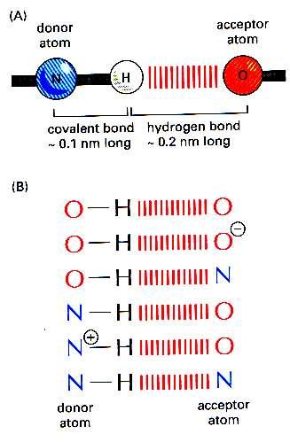 Δεσμοί υδρογόνου Ο δεσμός υδρογόνου έχει ιοντικό χαρακτήρα και ενέργεια δεσμού 1-3 Kcal/mol (αρκετά