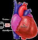 π O 2 π Καρδιακή Συχνότητα Μεταφορτίο