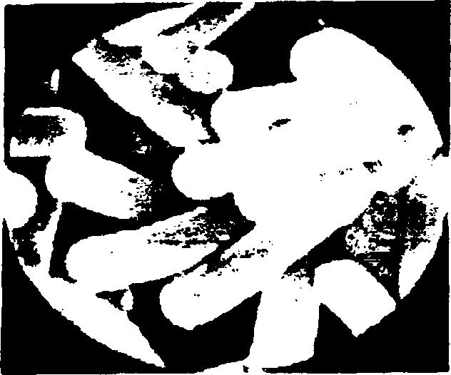 % L.casei subsp. rhamnosus L.casei subps. tolerans L.casei subps. pseudoplantarum. L. acidophilus: Είναι ομο-ζυμωτικό είδος, ζυμώνοντας ζάχαρη σε γαλακτικό οξύ.