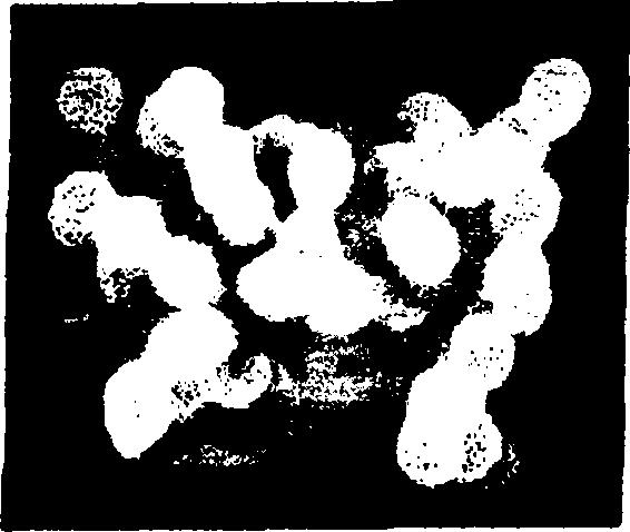 E.faecium : Ο Enterococcus faeciu m ανήκει στην ομάδα των group D, gram θετικών βακτηρίων του γένους Enterococcus. Η θερμοκρασία ανάπτυξής του είναι 10-45 C με καλύτερη αυτή των 37 C (wikipedia).