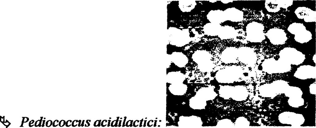O Pediococcus acidilactici βρίσκεται στα τρόφιμα, στα φυτά, στις μπύρες. Παράγει γαλακτικό οξύ. Τεχνολογικά χρησιμοποιείται για την παρασκευή ζυμούμενων λαχανικών, ζυμών και μπάρας (wikipedia).