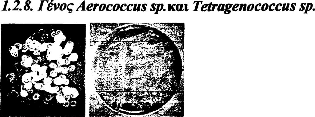 Κόκκοι που αναπτύσσονται σε τετράδες.