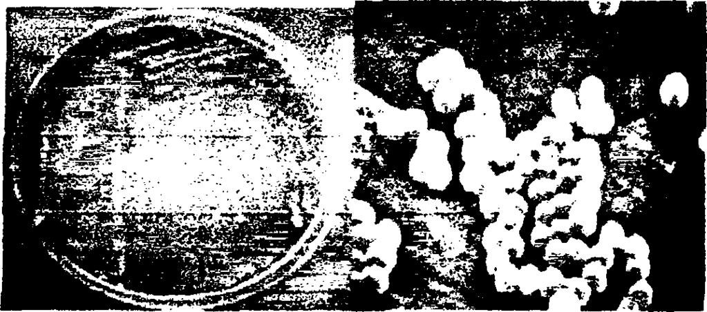 1.2.10. Γένος Carnobacterium sp. Βάκιλοι με ανάπτυξη σε ζεύγη ή μικρές αλυσίδες ή μεμονωμένα. Έχουν αναγνωριστεί και ταυτοποιηθεί 8 είδη (C. alterfundilum, C. divergens, C. funditum, C. gallinarum, C.