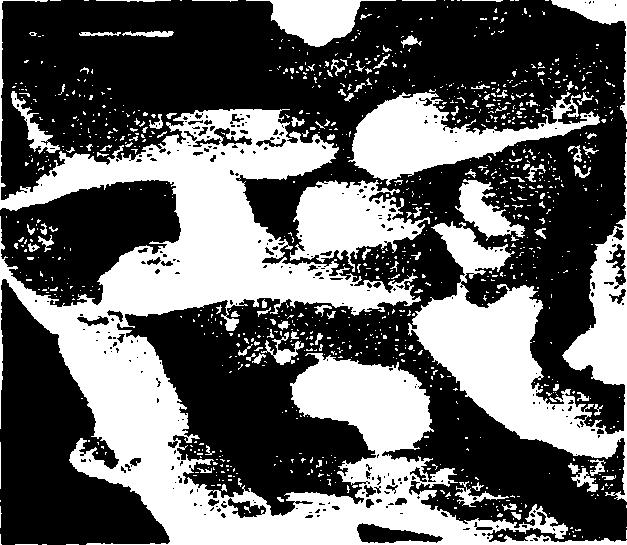 vihdans) (Cailliez-Grimal C et al, 2005) μερικά από τα οποία παράγουν βακτηριοσίνες (Jasniewski J et al, 2009 (1), Jasniewski J et al, 2009 ^ Βρίσκονται σε μαλακά τυριά (Cailliez-Grimal C et al,