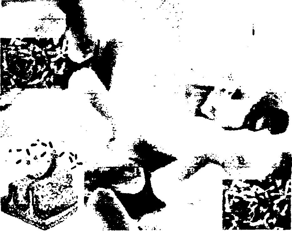1.3. ΙΔΙΟΤΗΤΕΣ ΕΠΙΛΕΓΜΕΝΩΝ ΠΡΟΒΙΟΤΊΚΩΝ 1.3.1. Lactobacillus paracasei subsp. paracasei O Lactobacillus p aracasei ανήκει στα είδη των υγιών βακτηρίων (Verdenelli MC et al, 2009).