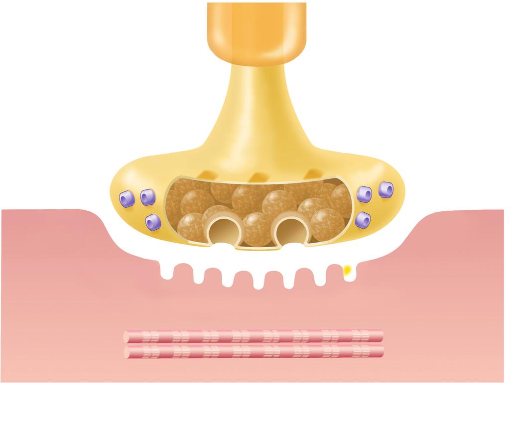 Απόληξη νευράξονα κινητικού νευρώνα Μετάδοση δυναµικού ενέργειας σε κινητικό νευρώνα Μυελινικό έλυτρο 1 Τελικό κοµβίο 20 Τασοελεγχόµενος δίαυλος Na+ Κυστίδιο ακετυλοχολίνης Τασοελεγχόµενος δίαυλος
