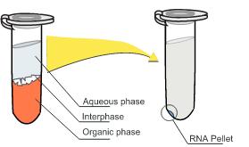 (υδατική), στην οποία περιέχεται το RNA που θέλουμε να απομονώσουμε. Στη συνέχεια, απομονώνεται η υπερκείμενη διαυγής φάση, σε αυτή προστίθενται 500 μl ισοπροπανόλης (Εικόνα 2.