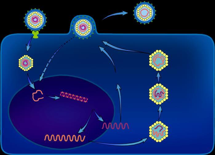 O KYΚΛΟΣ ΖΩΗΣ ΤΟΥ HBV Viral Entry Export Uncoating Nuclear import Repair Assembly & budding cccdna HBsAg Transcription ER Positive strand synthesis Removal of pregenome 5 3.