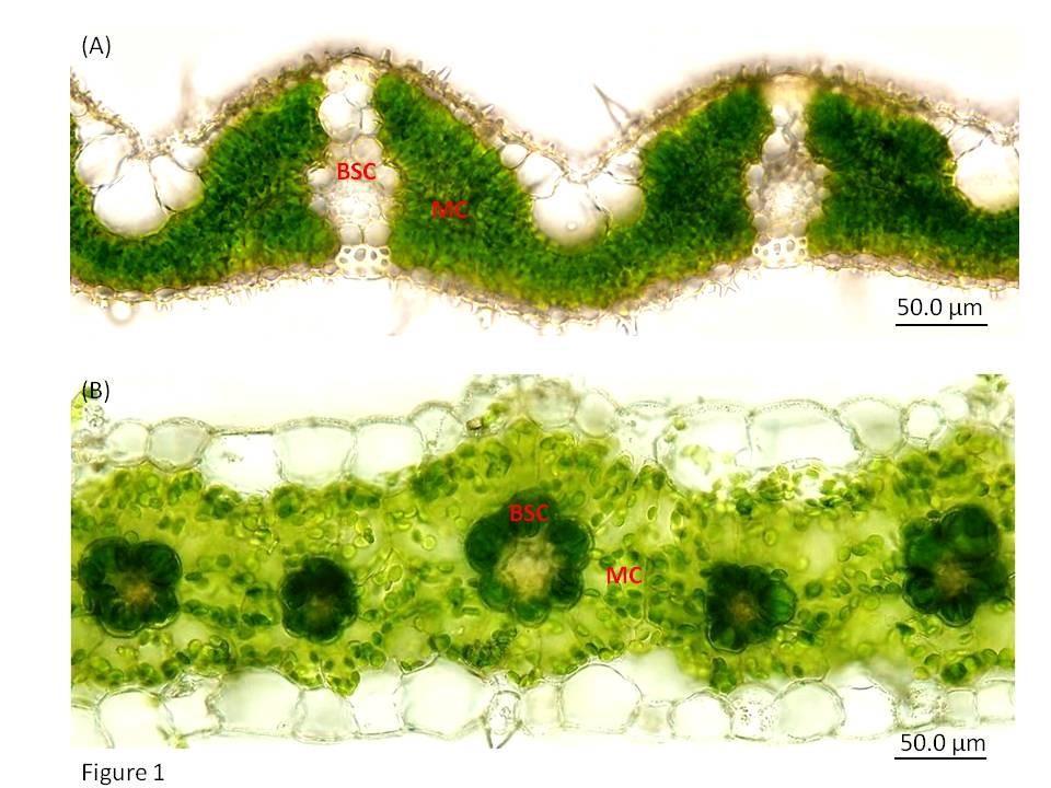 C3 vs C4 ανατομία MC: Mesophyll cell, BSC: bundle sheath cells