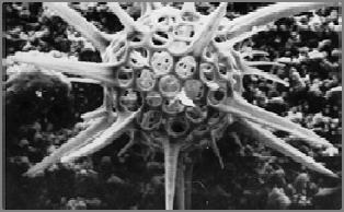 edu/microscopy/ SEM Μεγάλο βάθος πεδίου Υψηλή διακριτικότητα What