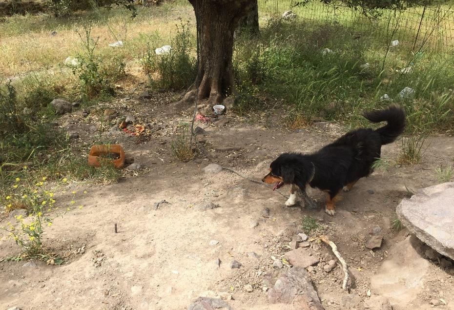 Πρόκειται για ένα πολύ απελπιστικό θέαμα, ένα σκυλί που υποφέρει.