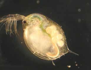 Figure 7. Daphnia magna is used for a standardized ecotoxicity test. D. magna is specified to be used in the OECD Guidelines for the Testing of Chemicals, Tests No.