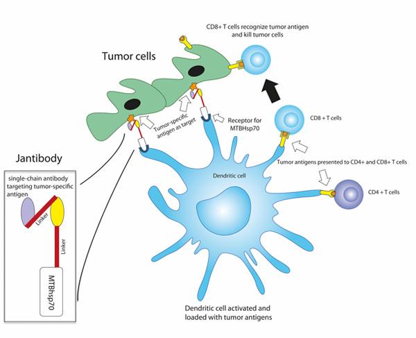 Ανοσολογία και καρκίνος Τα DCs επεξεργάζονται τα αντιγόνα µετατρέποντας τα σε πεπτίδια µόρια του MHC (µείζων