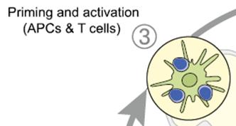 The Cancer - Immunity Cycle v Στάδιο ΙΙΙ: Ø Ø Παρουσίαση του συµπλέγµατος Ag-MHC στα