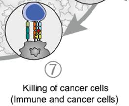 The Cancer - Immunity Cycle v Στάδιο V: Ø v Ø v Ø Ø