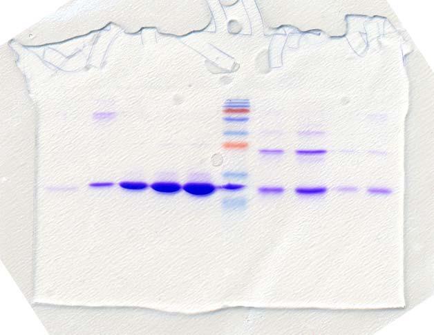 (βακτήρια) mc5a mc5a SDS-PAGE analysis