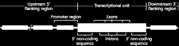 Εισαγωγή (Silencer) polya + RTFs TFs RTFs Transcription polya + Cap-- 5 UTR 3 UTR --polya Processing RFs Cap-- 5 UTR 3 UTR --polya