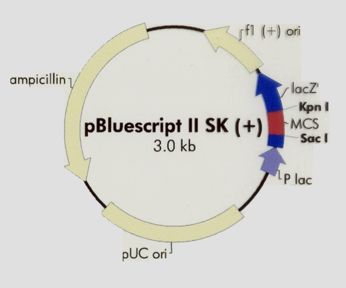 Phagemids - pbluescript T I + helper Μονόκλωνο