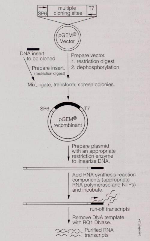 In vitro μεταγραφή RE1 RE2 Sense or ant-sense RNA In vitro