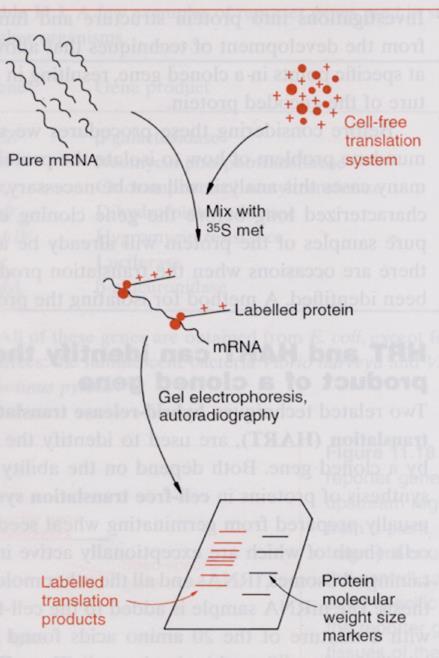 Ολικό mrna