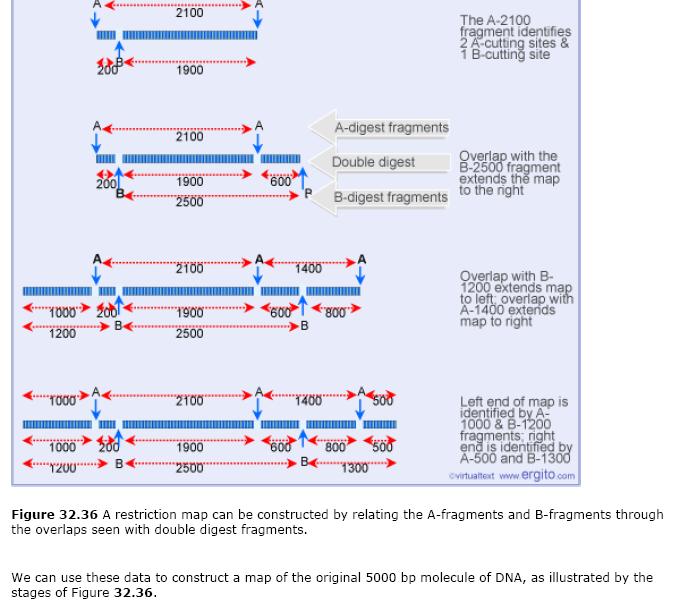 Χαρτογράφηση DNA A Β Β A