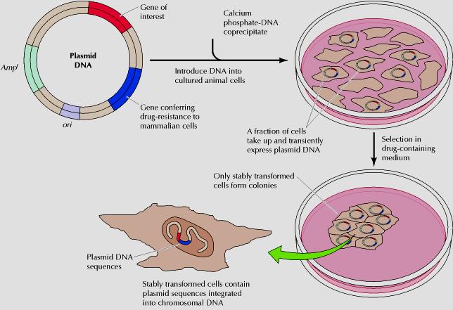 Μετασχηματισμός ζωϊκών κυττάρων