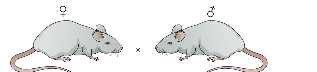 Μετασχηματισμός σε θηλαστικά (ποντικούς) ΕΙΚΟΝΑ 6.