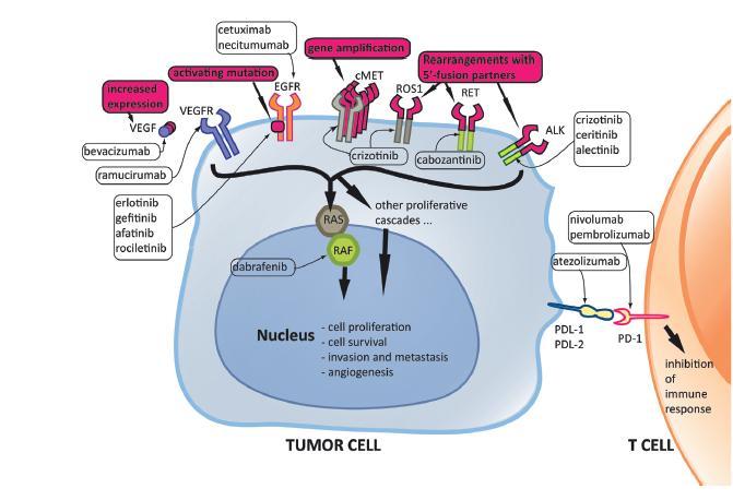 NSCLC-