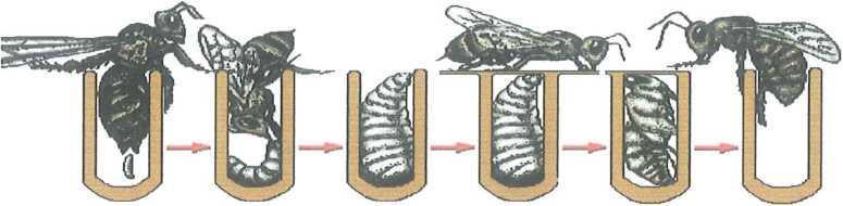 Εικόνα 4: Κατοικίδια μέλισσα (Apis mellifera): Σχηματική παρουσίαση από το αβγό στην ενήλικη. Η βασίλισσα μπορεί να αποθέσει από ένα αβγό σε κάθε κελί. Είναι σε θέση να γεννήσει έως 1.