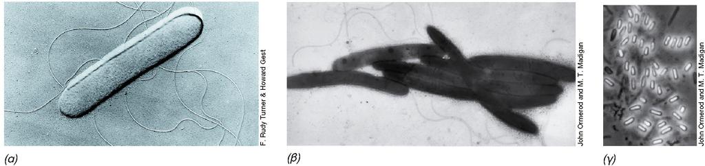 ΗΛΙΟΒΑΚΤΗΡΙΑ Ηλιοβακτήρια: Heliobacterium, Heliophilum, Heliorestis, Heliobacillus Φωτότροφα, μοναδική βακτηριοχλωροφύλλη Υποχρεωτικώς αναερόβια αλλά και χημειοτροφικά στο σκοτάδι Σχηματίζουν δέσμες