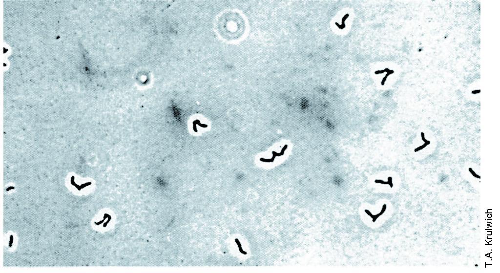 ARTHROBACTER CRYSTALLOPOIETES Εικόνα 12.