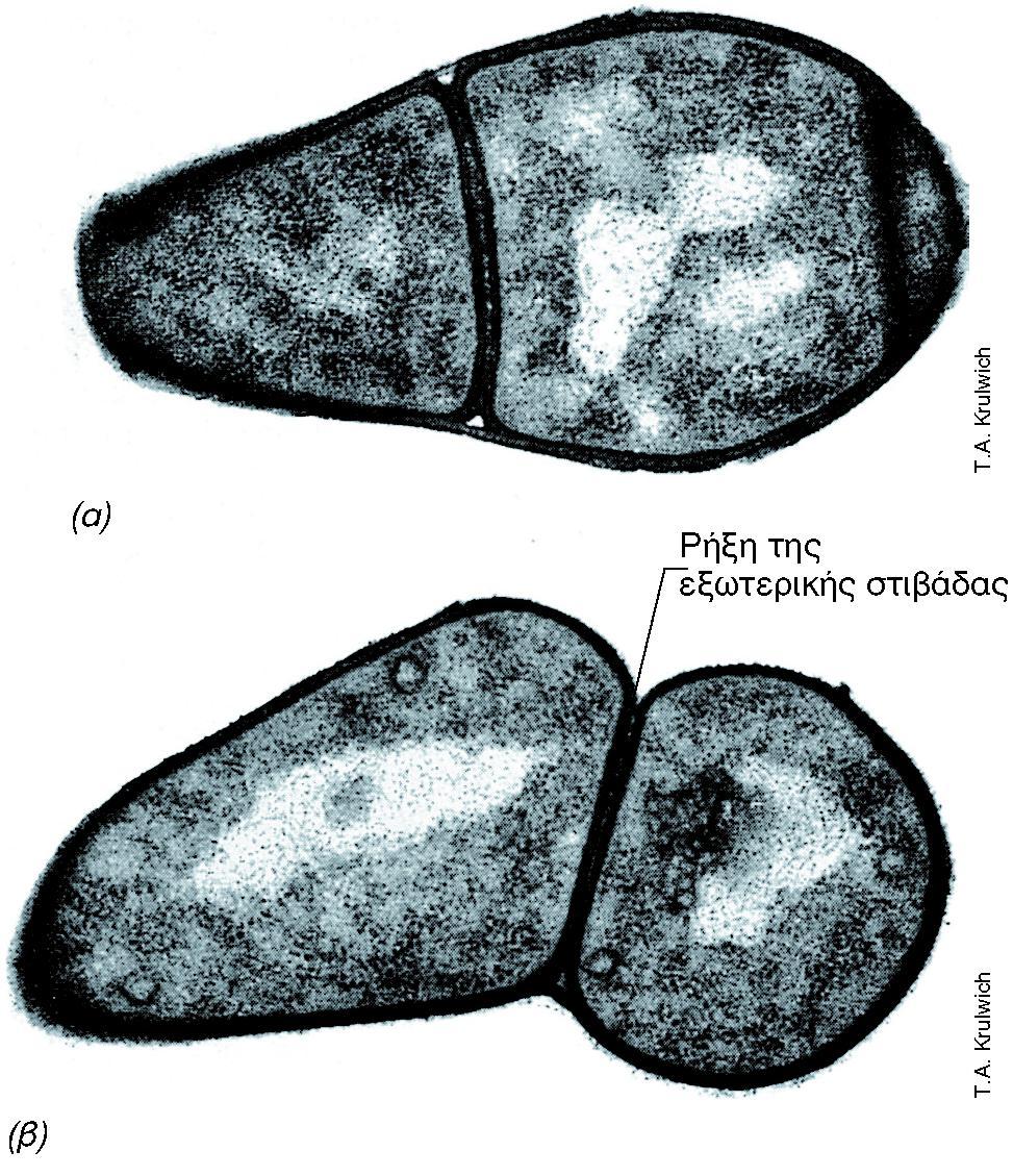 ARTHROBACTER CRYSTALLOPOIETES (2) Εικόνα 12.