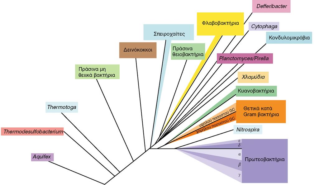 ΦΥΛΟΓΕΝΕΤΙΚΟ ΔΕΝΤΡΟ ΤΩΝ ΒΑΚΤΗΡΙΩΝ Εικόνα 12.