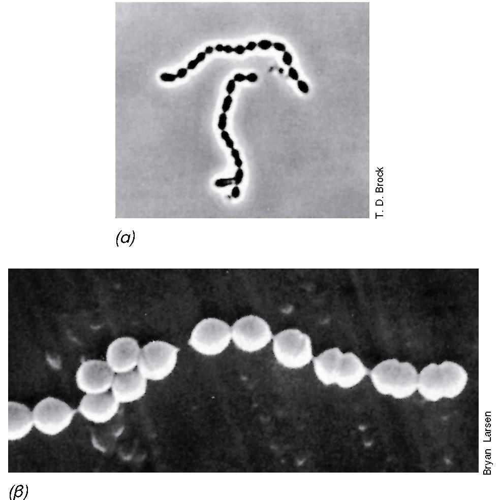 ΟΞΥΓΑΛΑΚΤΙΚΑ ΒΑΚΤΗΡΙΑ(2) STREPTOCOCCUS, LACTOCOCCUS, ENTEROCOCCUS Είδη παθογόνα στα θηλαστικά Τερηδόνα στα δόντια Ομοζυμωτική ζύμωση (γαλακτικό οξύ) Παραγωγή προϊόντων ζύμωσης (ζωοτροφές) Εικόνα 12.