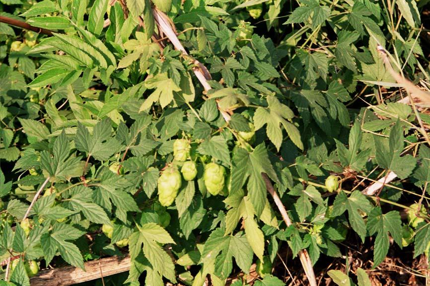 68 Humulus lupulus L. (Φωτογραφία 5) Περιγραφή: Το Humulus lupulus, ο γνωστός λυκίσκος, είναι πολυετές αναρριχητικό φυτό, με διάρκεια ζωής 10-20 έτη. Έχει οριζόντιες και κάθετες ρίζες.