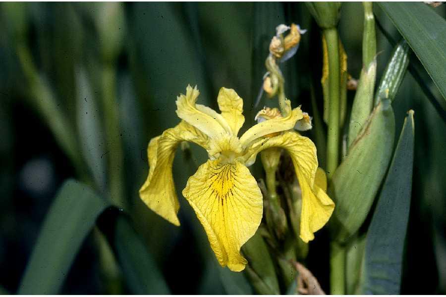 69 Iris pseudacorus L. (Φωτογραφία 6,7) Περιγραφή: Είναι πολυετές είδος. Τα φύλλα και ο βλαστός-άνθος είναι ψηλά, φτάνοντας τα 40-150 cm ύψος.