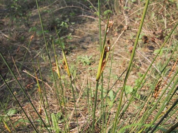 71 Εξάπλωση: Τα Juncus acutus και gerardii έχουν παγκόσμια εξάπλωση και απαντώνται σε υγρά εδάφη, σε περιοχές που είναι περιοδικά πλημμυρισμένες με νερό (Cook κ.ά.1974).