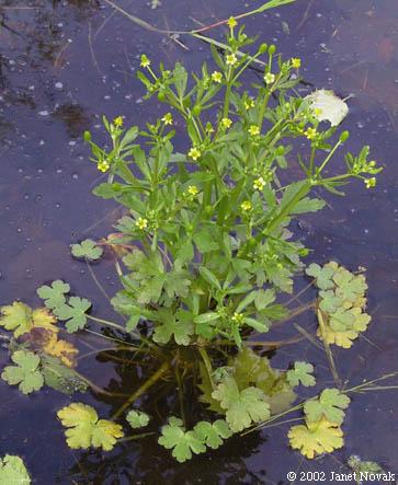 83 Ranunculus sceleratus L. (Φωτογραφία 21) Περιγραφή: Ετήσιο φυτό, πολυποίκιλο σε μέγεθος, αλλά συνήθως με ύψος 20-45 cm ύψος.