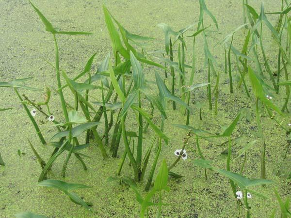 84 Sagittaria sagittifolia L. (Φωτογραφία 22) Περιγραφή: Έχει ύψος 30-90cm. Τα φύλλα είτε εξέρχονται της επιφάνειας του νερού, είτε είναι βυθισμένα ή επιπλέοντα.