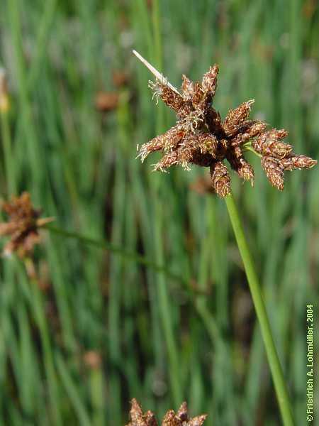 85 Χρήση: Η ρίζα του φυτού και μερικών άλλων ειδών του γένους Sagittaria είναι εδώδιμη, ιδιαίτερα στην Κίνα. Το βλαστικό μέρος του φυτού αποτελεί συχνά ζωοτροφή.