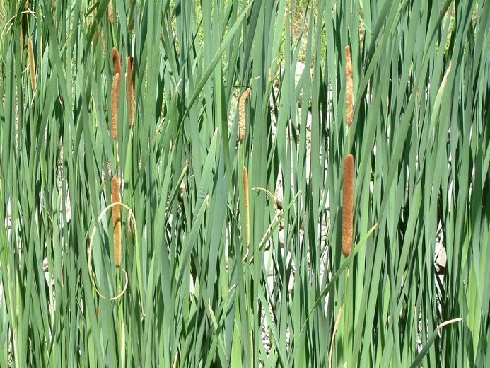 87 Typha angustifolia L. (Φωτογραφία 25) Περιγραφή: Η Typha angustifolia είναι πολυετές φυτό με έρπουσες ρίζες. Τα φύλλα φύονται κυρίως από την ρίζα και είναι λογχοειδή.