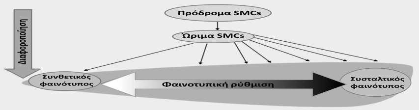 καταπόνηση οδηγεί σε έναν συνθετικό φαινότυπο.