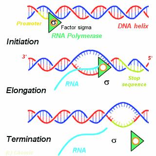 Μεταγραφή είναι η σύνθεση ενός RNA µορίου, η ακολουθία βάσεων του οϖοίου είναι συµϖληρωµατική στην ακολουθία βάσεων του DNA.