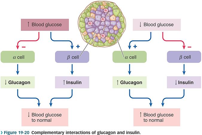 Insulin is sometimes