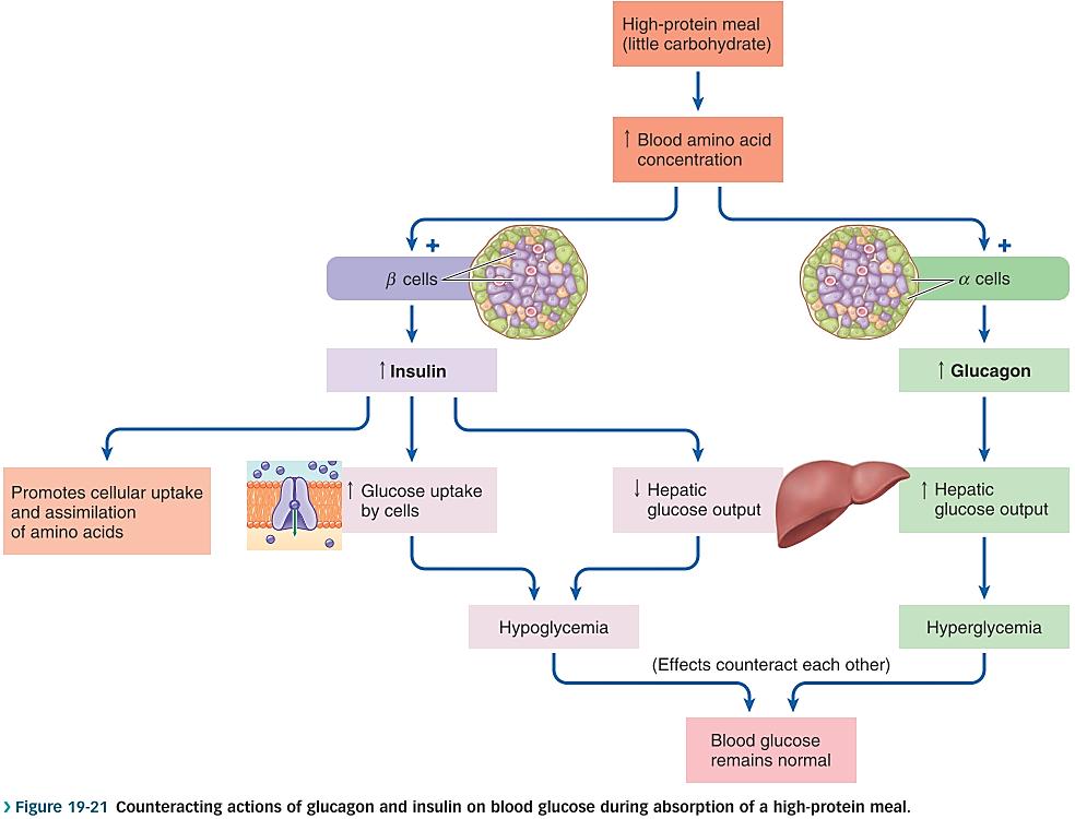 of feasting and glucagon