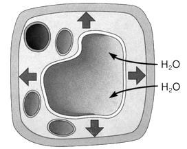 A celična stena tonoplast B vakuola H 2 O H 2 O H 2 O H 2 O Slika 3. Vakuola in turgorski pritisk.