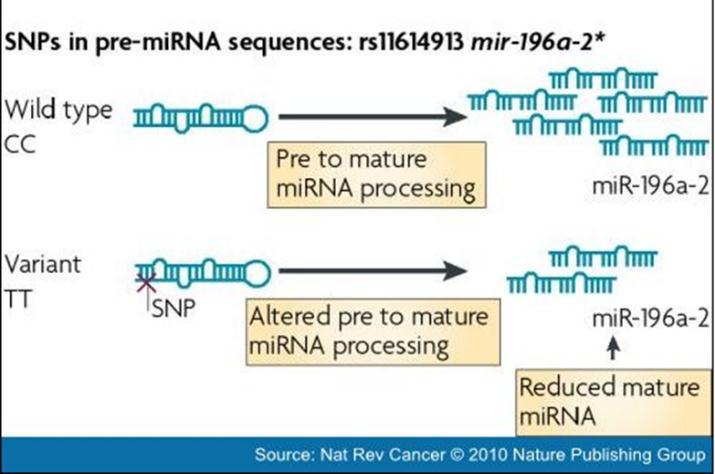 1.8 mirnas και SNPs Σε αυτήν την υπο-ενότητα θα προσπαθήσουμε να εξηγήσουμε τον τρόπο με τον οποίο συνδέονται τα mirnas με τα SNPs και την ιδιαίτερη αξία