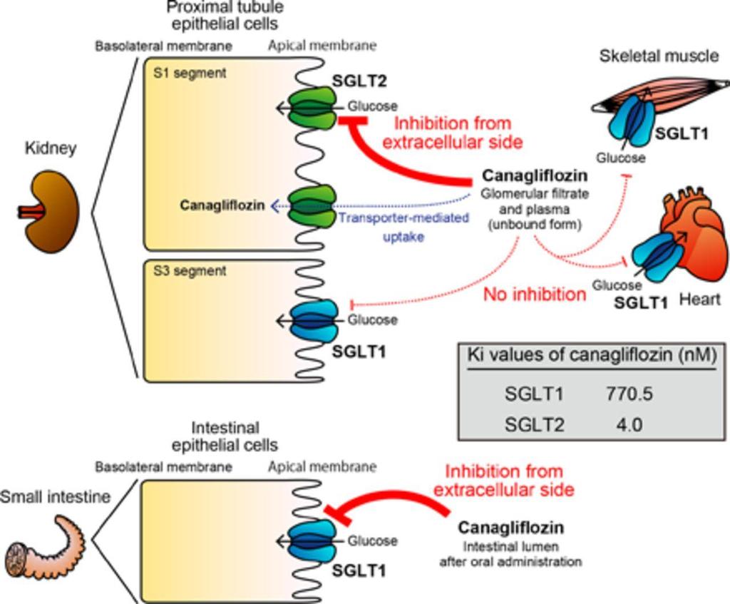 Ohgaki R et al.