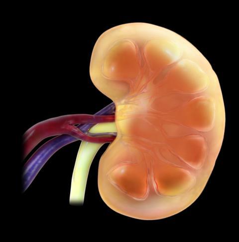 Normal renal glucose handling The kidneys filter and reabsorb