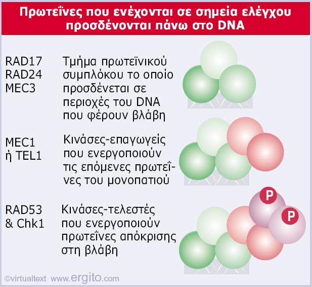 Genes VIII - Ακαδημαϊκές Εκδόσεις 2004 Εικόνα 29.22 Ένα σύμπλοκο συναρμολογείται σε μια θέση όπου το DNA έχει υποστεί βλάβη.